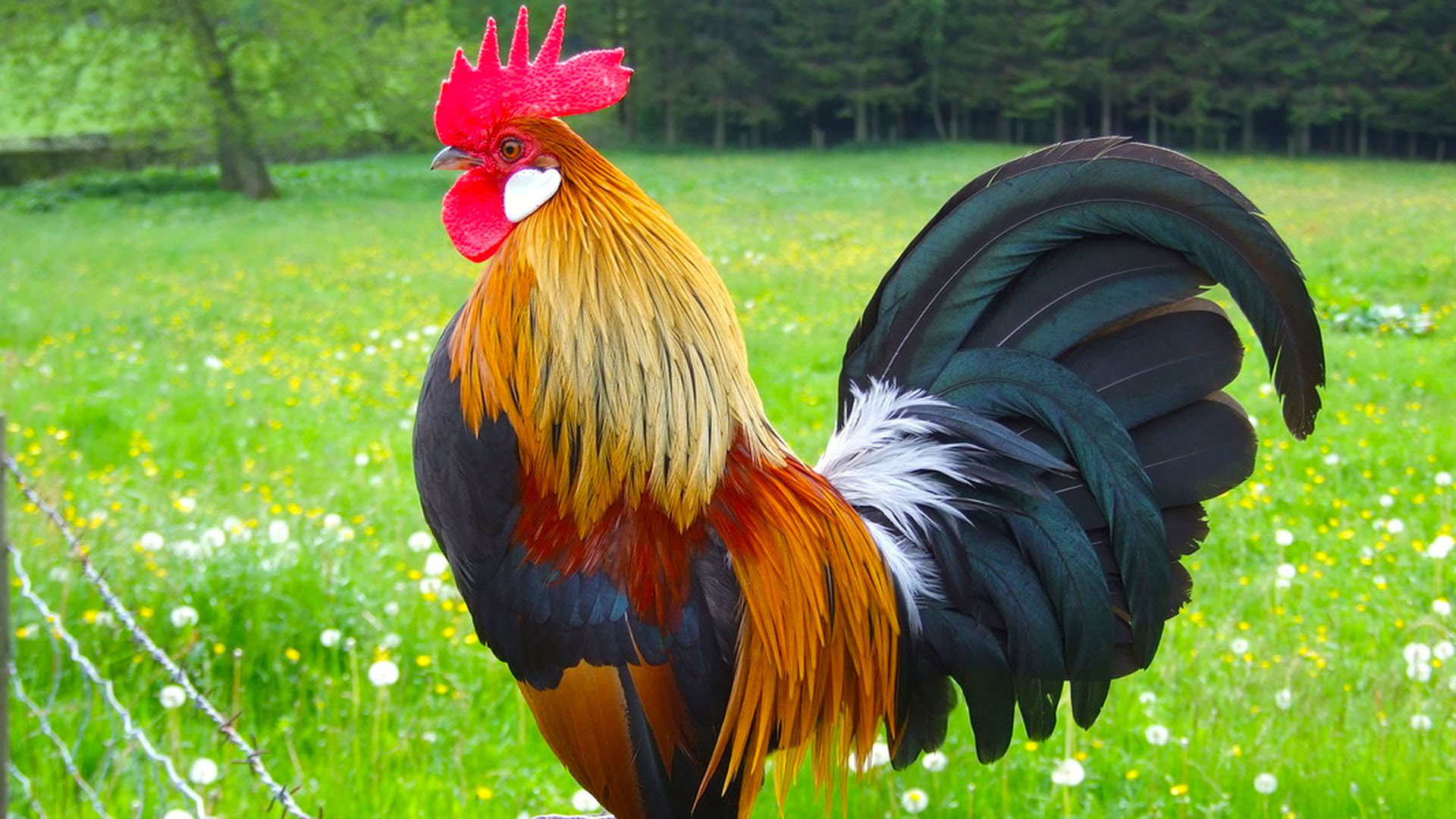 Rooster - Hình chú gà trống - PLUZZLE.VN
