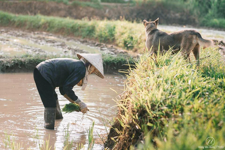 Hình ảnh người mẹ già tần tảo đẹp và ý nghĩa