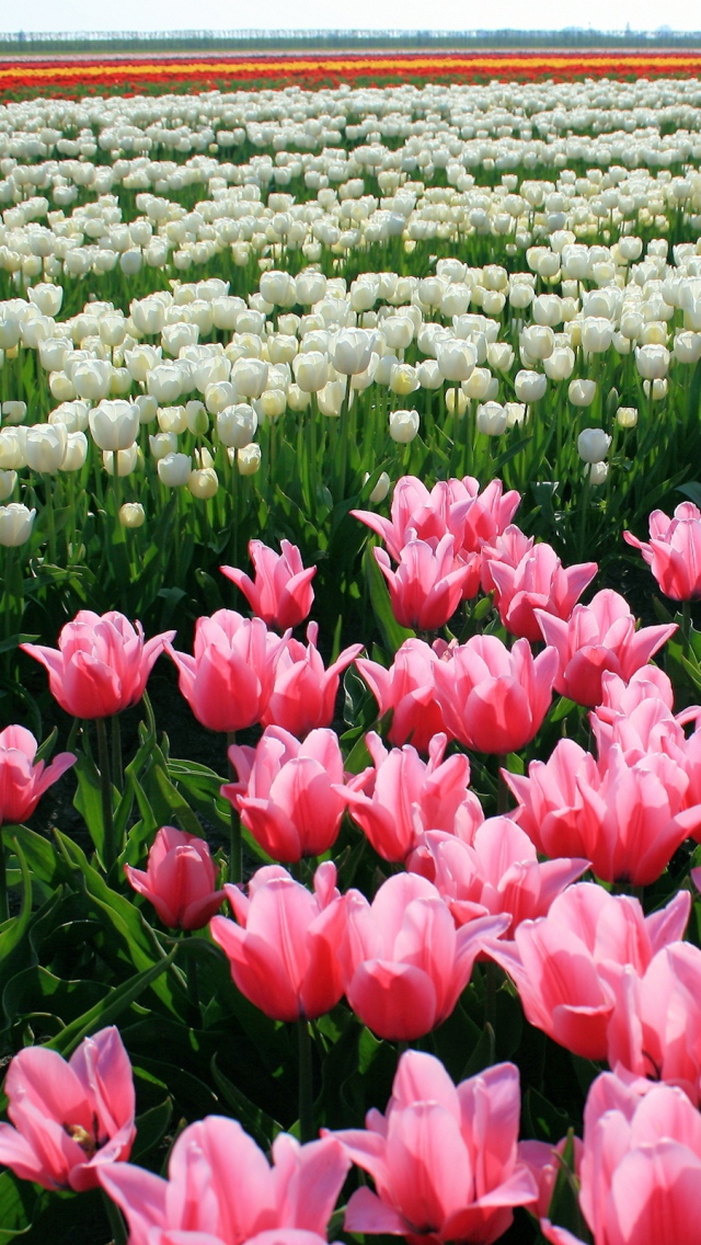 Tổng hợp hình ảnh hoa Tulip đẹp nhất | Flower pictures, Flowers, Parrot  tulips