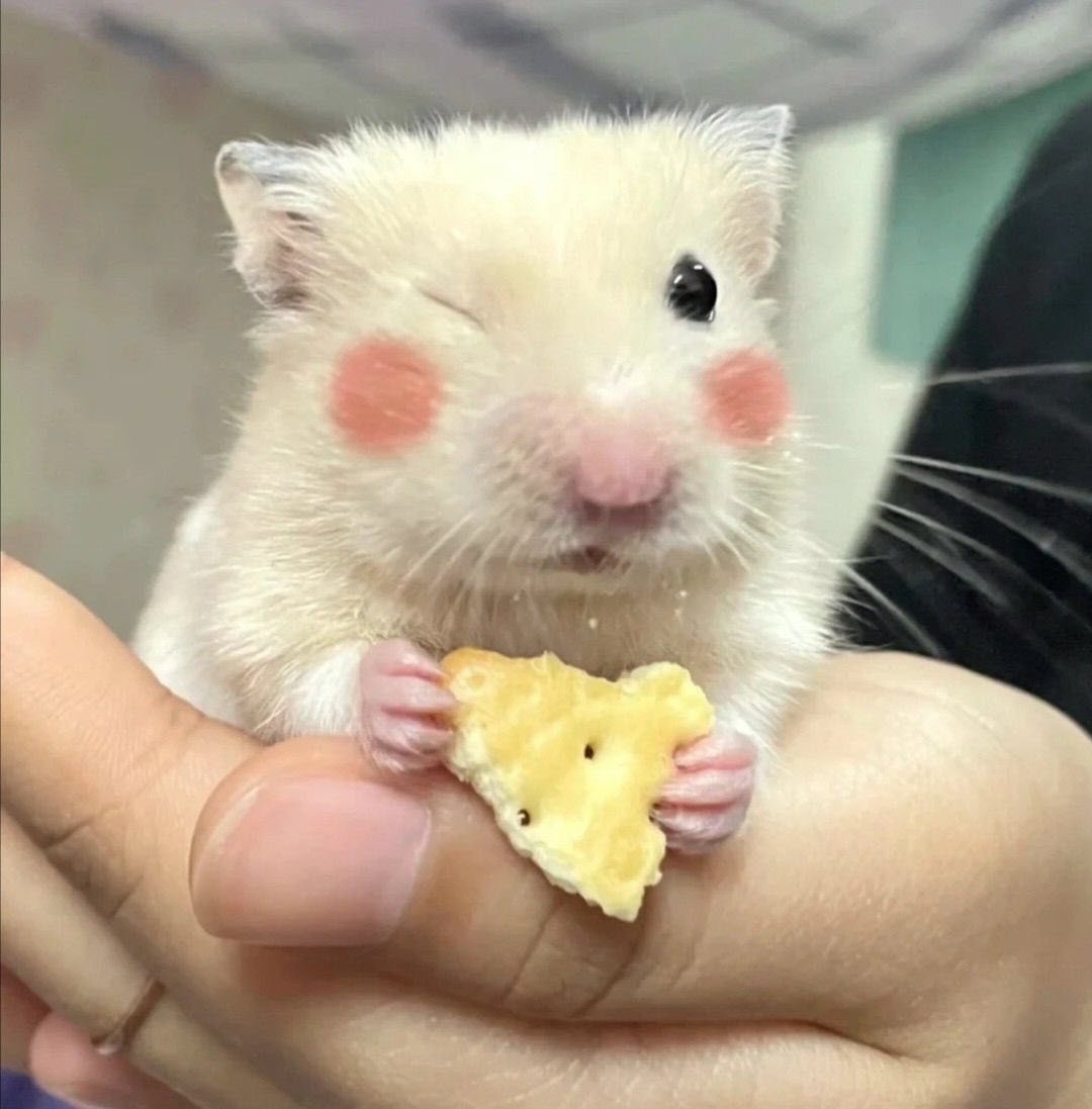 Bộ sưu tập meme chuột Hamster vui nhộn, dễ thương