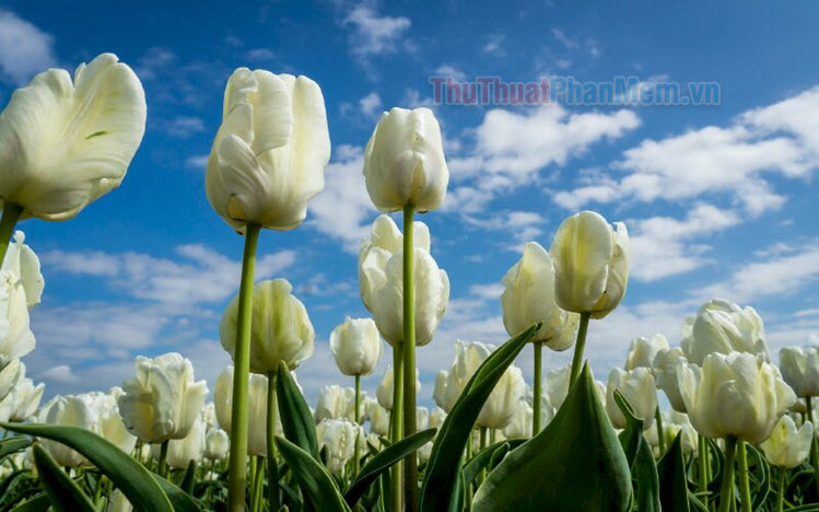 Khám phá vẻ đẹp tuyệt vời của hoa Tulip trên điện thoại của bạn