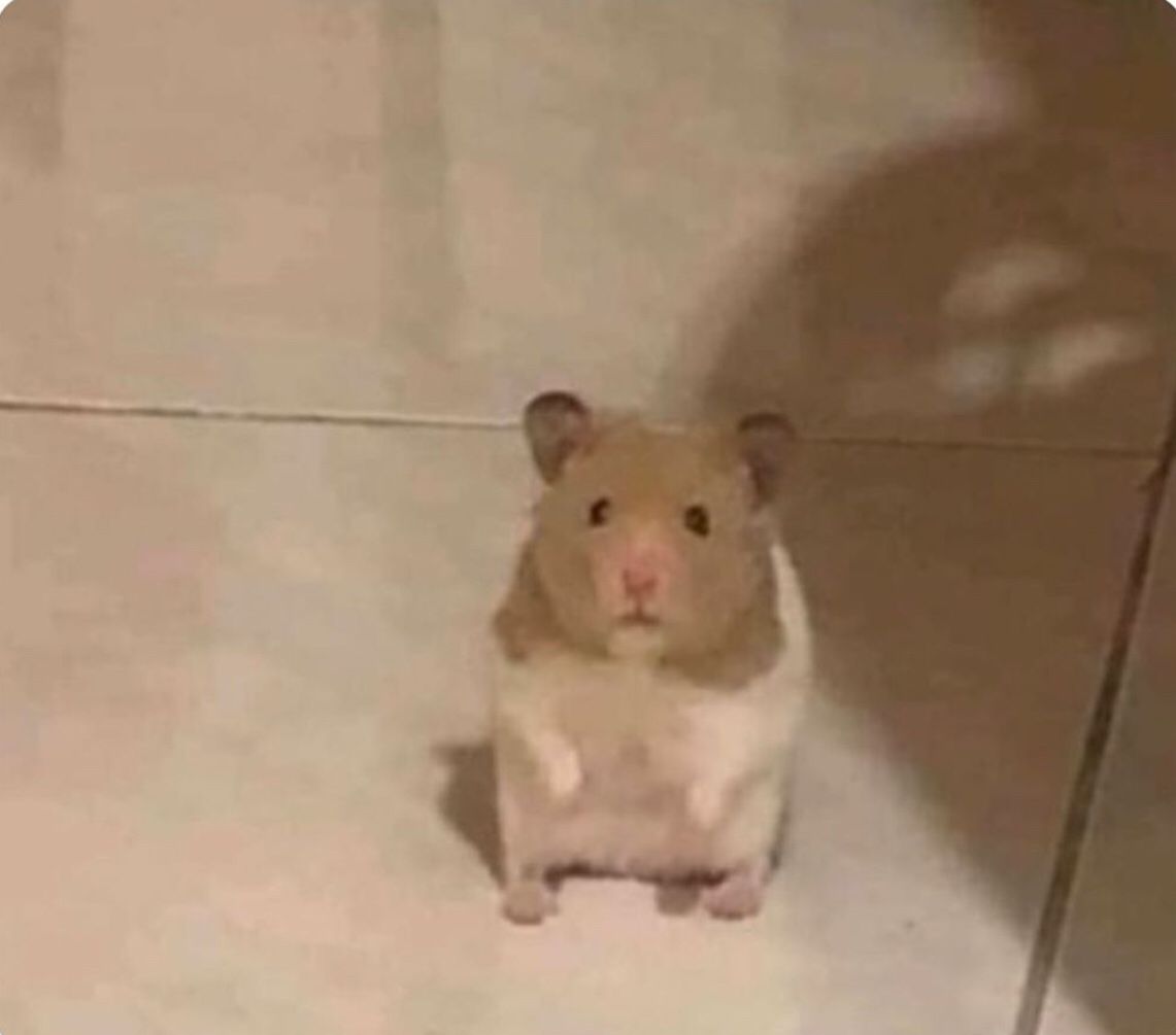 Bộ sưu tập meme chuột Hamster vui nhộn, dễ thương