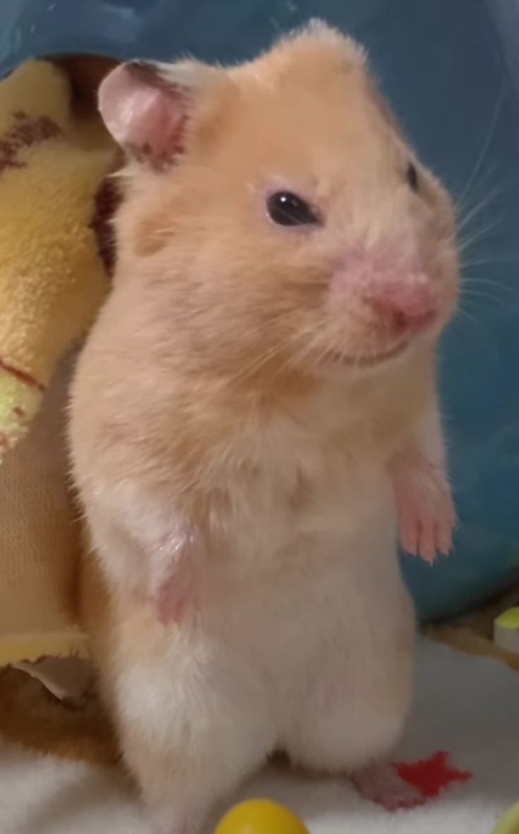 Những hình ảnh hài hước của chú Hamster đáng yêu | Hamster - Huấn Luyện Chuột  Hamster - Kiến Thức Chuột Hamster