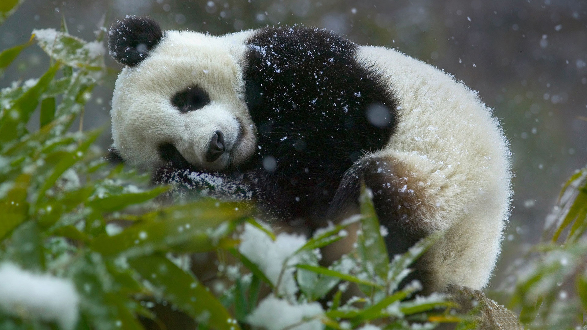 Ảnh nền gấu trúc Panda dễ thương và độc đáo nhất