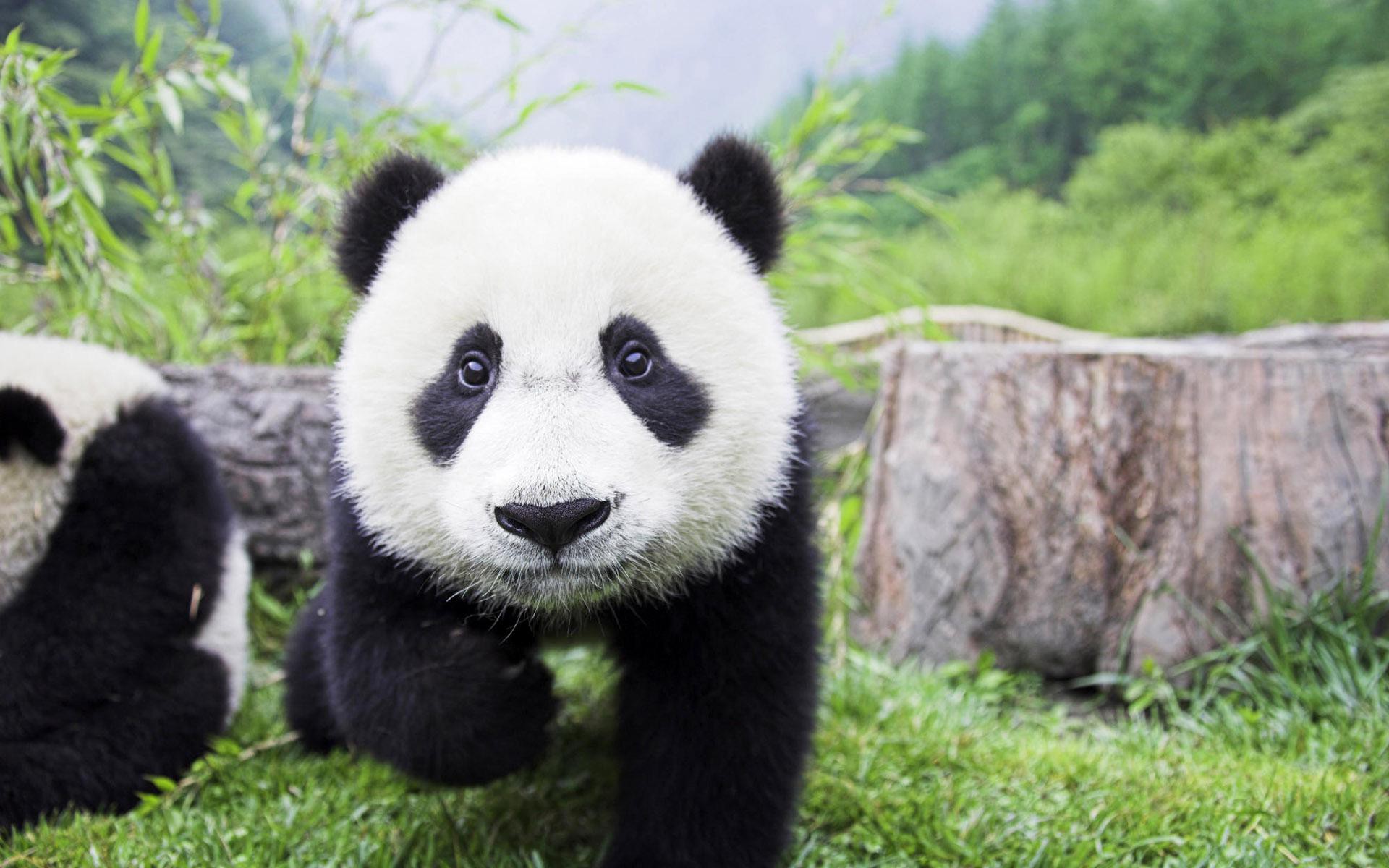 Ảnh nền gấu trúc Panda dễ thương và độc đáo nhất