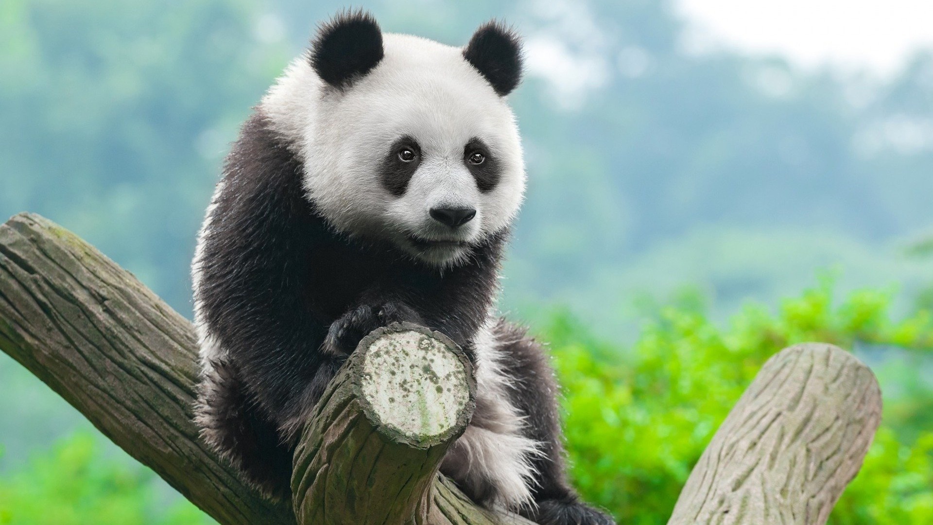 Ảnh nền gấu trúc Panda dễ thương và độc đáo nhất