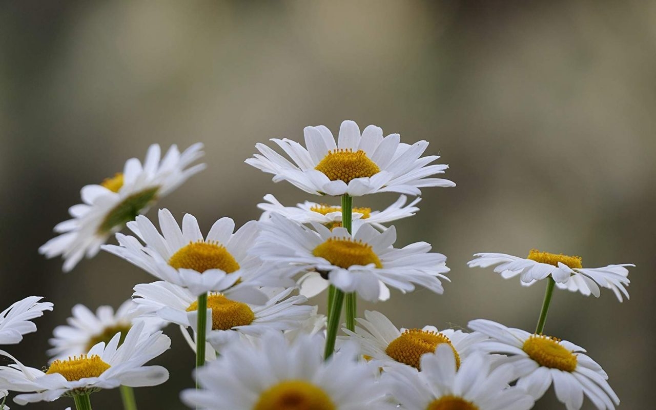 50+ hình ảnh hoa cúc dại tuyệt đẹp | Daisy wallpaper, Beautiful landscape  wallpaper, Flower iphone wallpaper