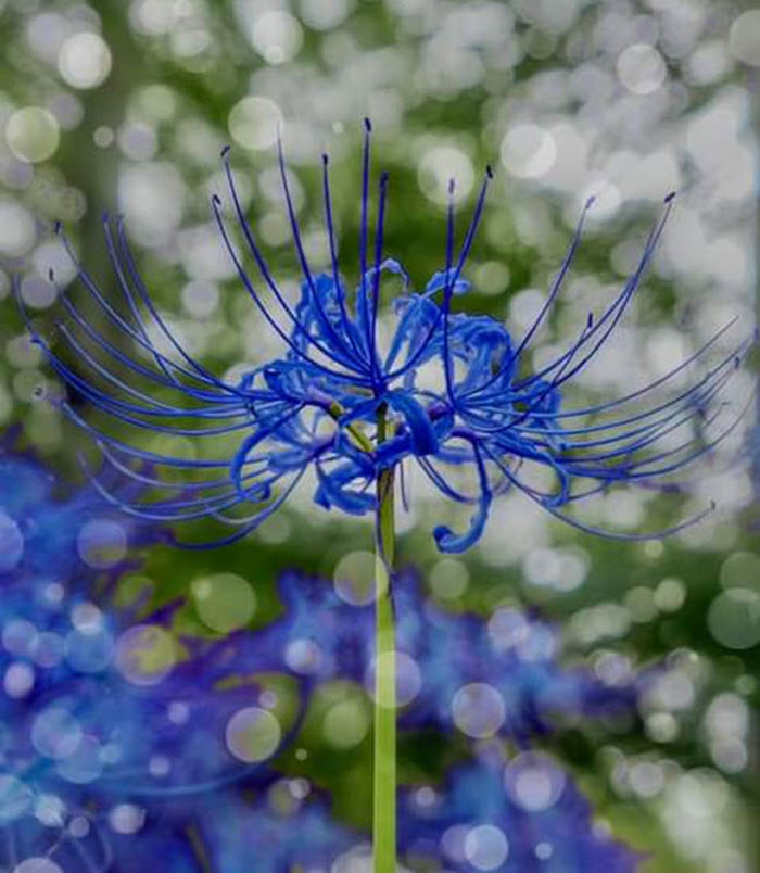 Hoa bỉ ngạn - Loài hoa mang nhiều ý nghĩa thú vị và sâu sắc | BONN.vn