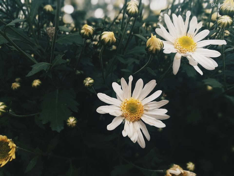 Sự tích và ý nghĩa đặc biệt của hoa cúc trắng