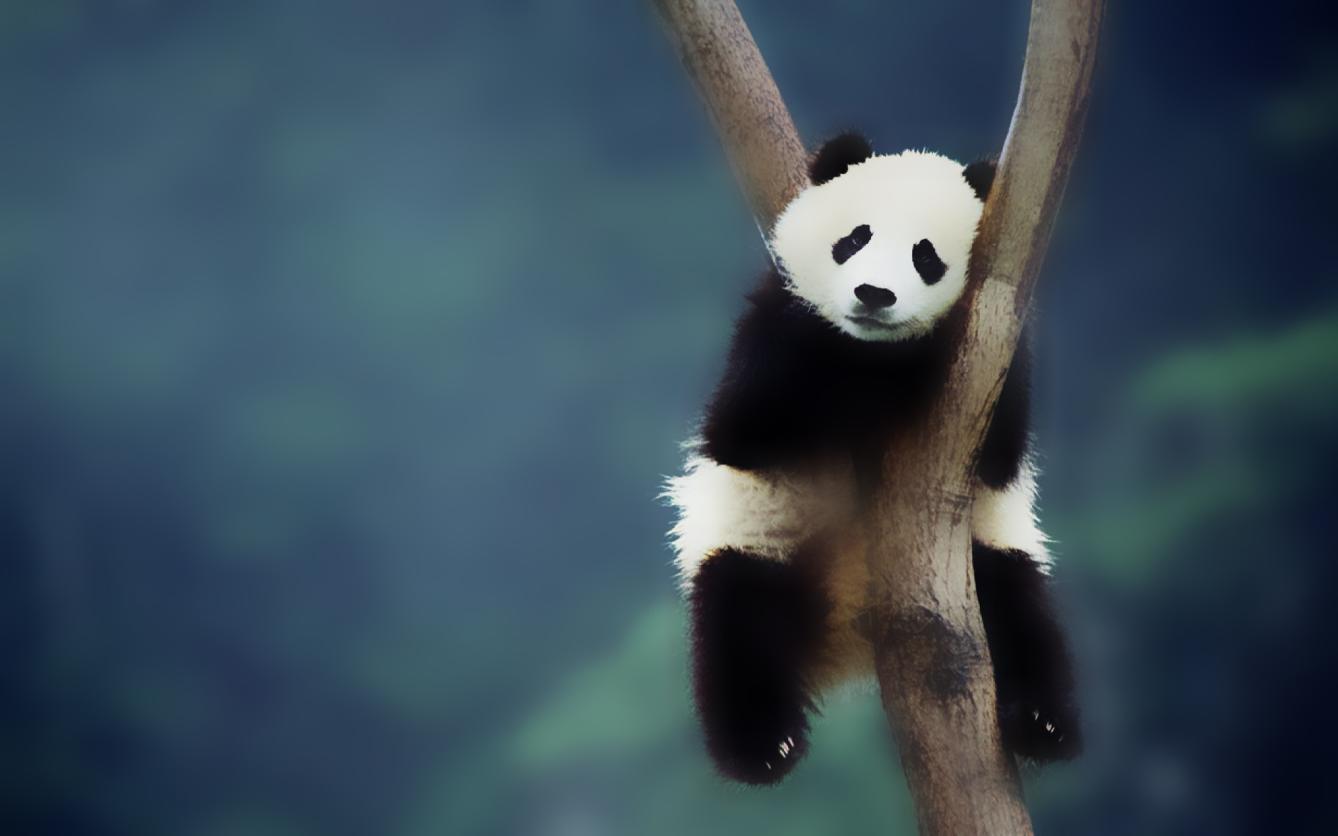 Ảnh nền gấu trúc Panda dễ thương và độc đáo nhất