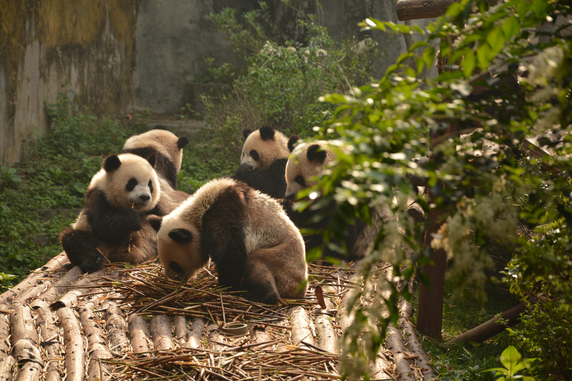 Ảnh nền gấu trúc Panda dễ thương và độc đáo nhất