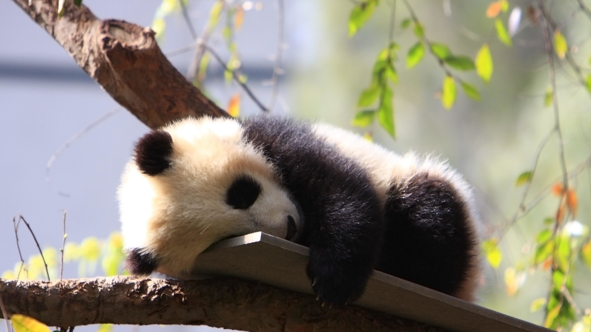 Ảnh nền gấu trúc Panda dễ thương và độc đáo nhất