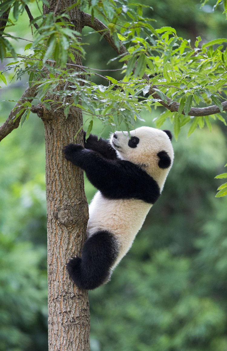 Ảnh nền gấu trúc Panda dễ thương và độc đáo nhất