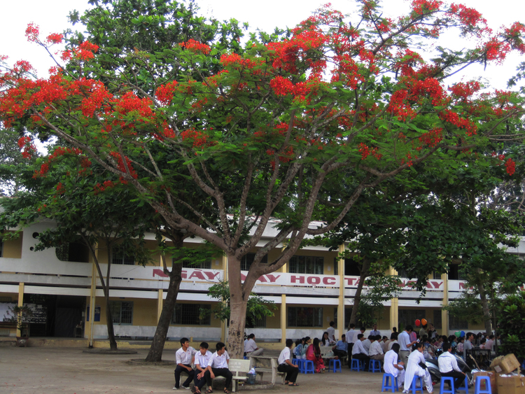 Khám phá vẻ đẹp tuyệt vời của cây phượng tại trường học