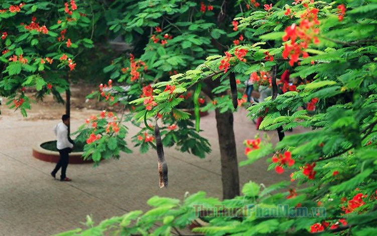 Đốn hàng loạt cây phượng trong sân trường do sợ trách nhiệm! | Việt Tân