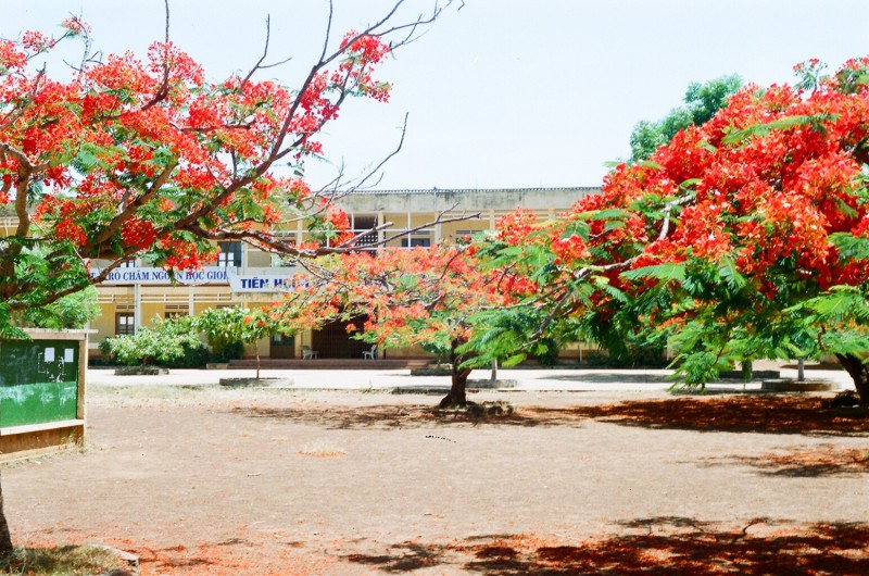 Khám phá vẻ đẹp tuyệt vời của cây phượng tại trường học