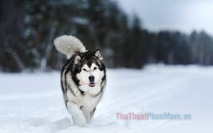 Chó Alaska – Chú cún khổng lồ với trái tim bé bỏng - Yêu Thú Cưng