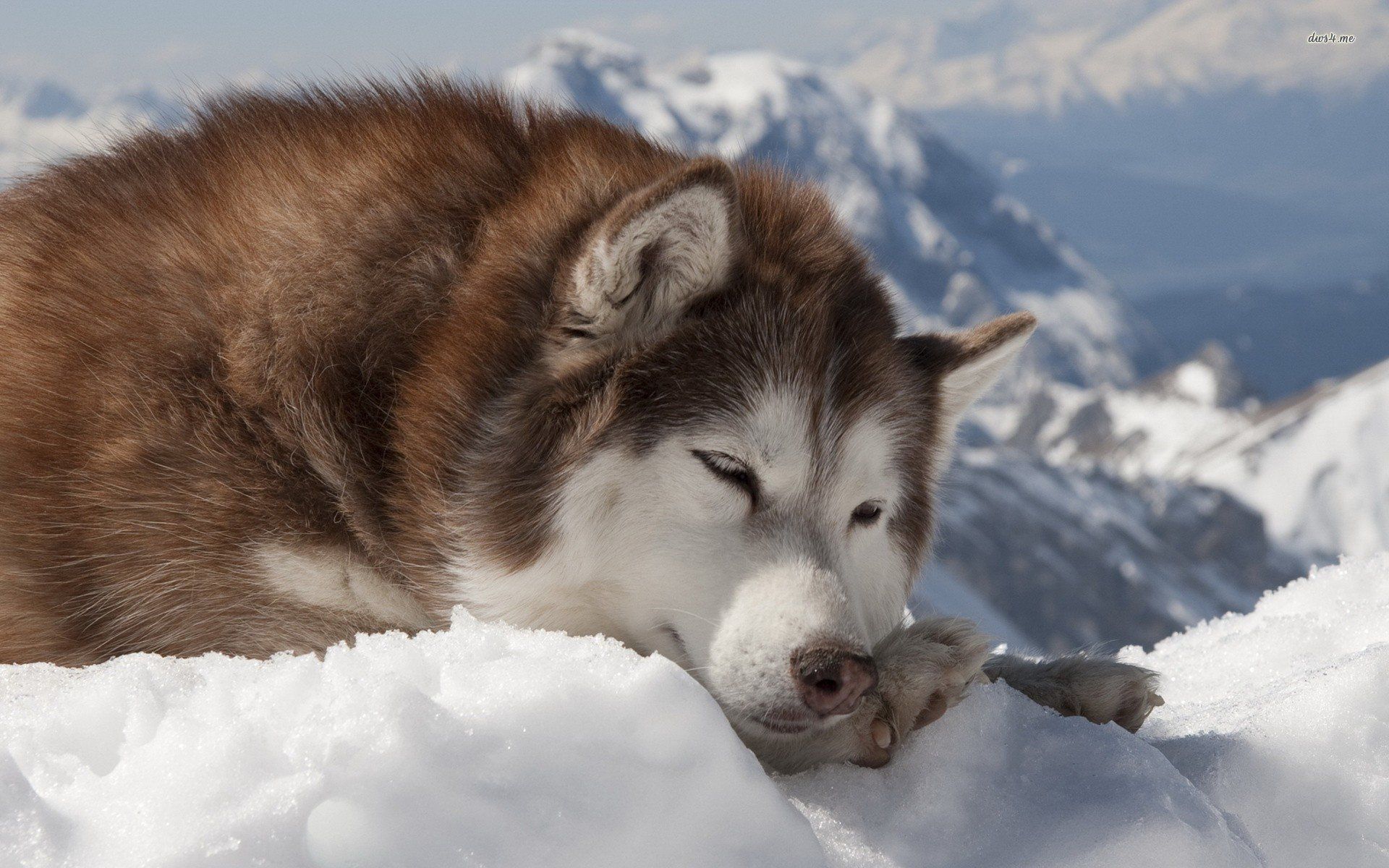 Bộ sưu tập hình ảnh chó Alaska đẹp nhất