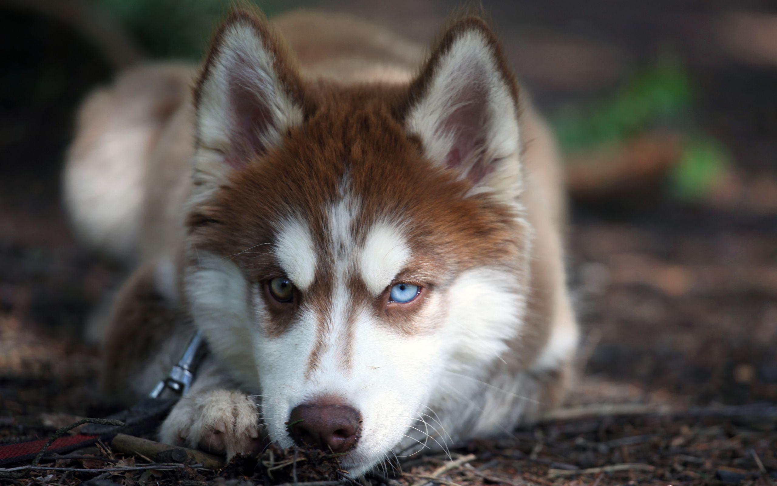 Tiêu Chuẩn Để Lựa Chọn Một Chú Chó Alaska Đẹp - Sieupet.com