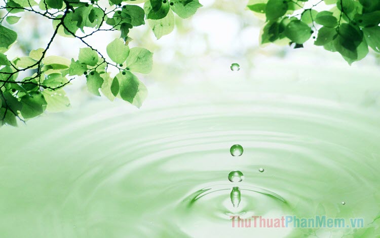 Hình nền : Nước, thiên nhiên, cỏ, nhiếp ảnh, giọt nước, Vĩ mô, màu xanh lá,  sương, Lá, thực vật, rơi vãi, Hệ thực vật, Cánh hoa, Hình nền máy tính, Thực