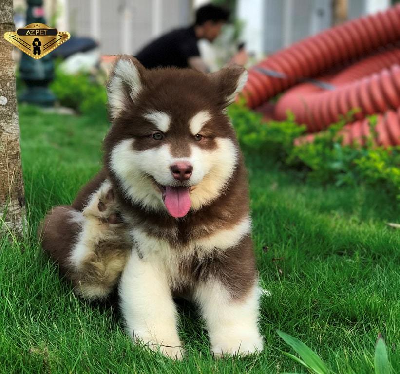 Chó Husky Sibir: đặc điểm, tính cách, giá bán và...ngáo - Pet Hà Nội