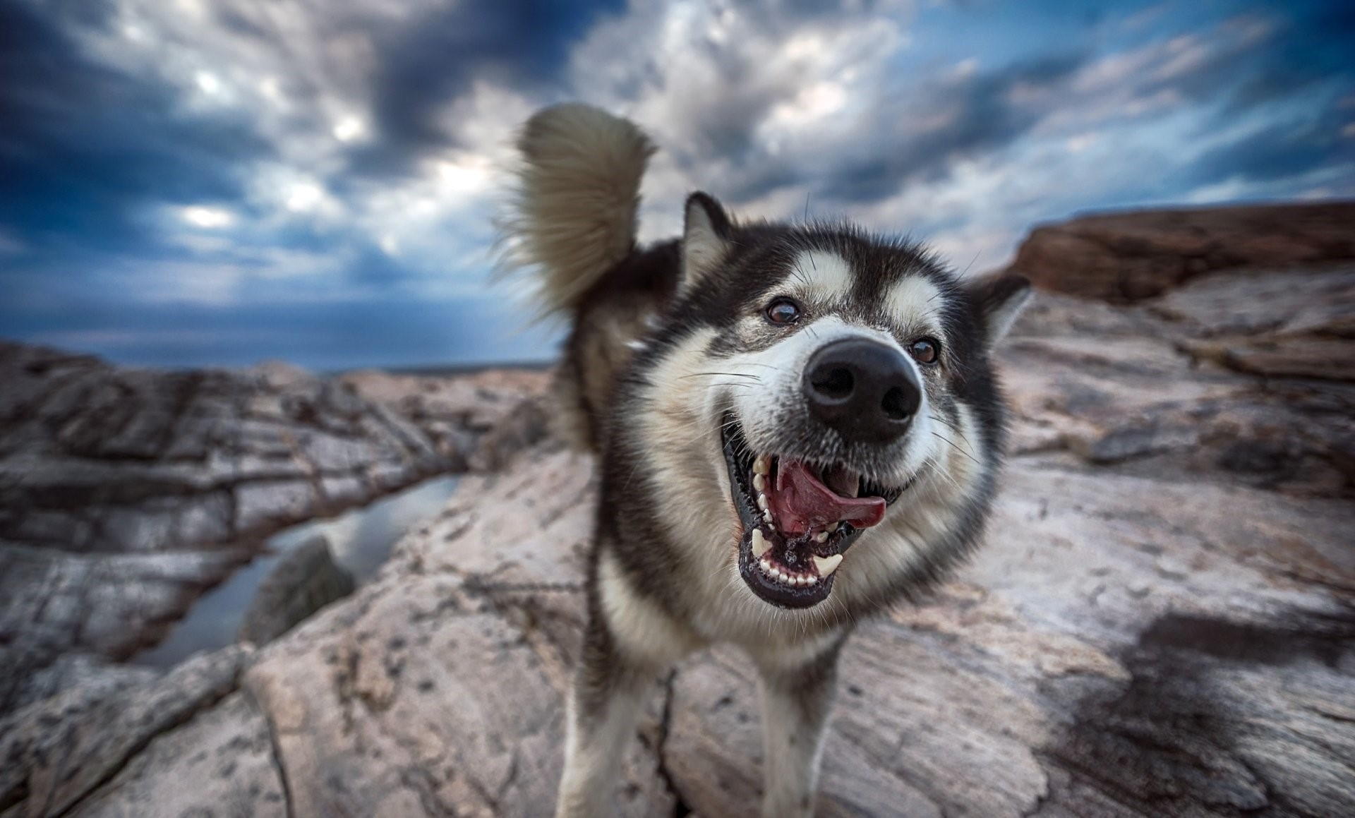 Loạt ảnh lý giải vì sao loài chó 'ngáo nhất quả đất' như Husky vẫn được  cưng yêu