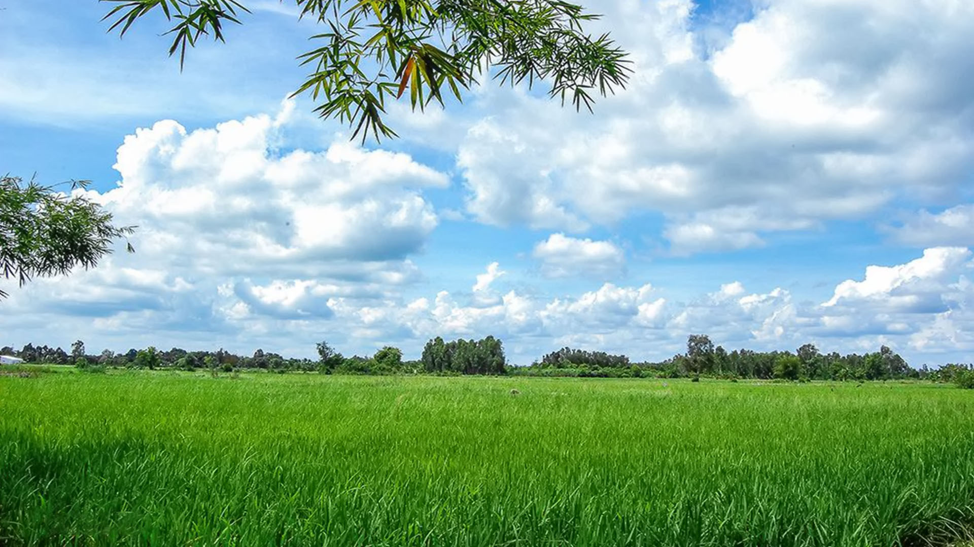 Bức Tranh Quê Hương Tinh Khoi