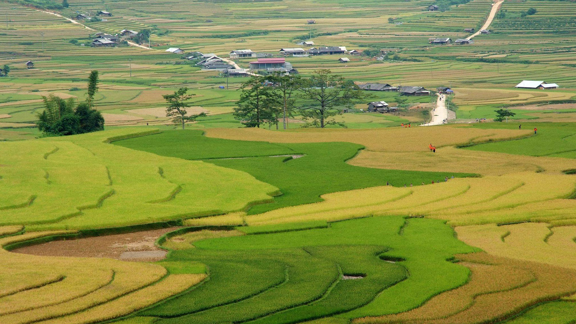 Bức Tranh Quê Hương Tinh Khoi