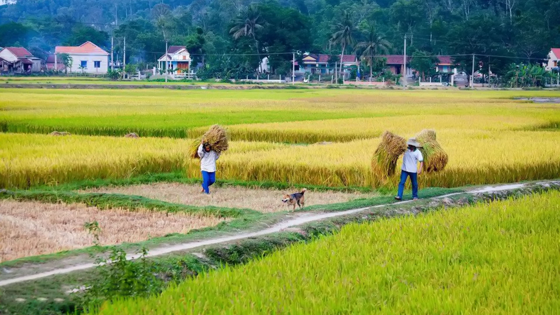 Bức Tranh Quê Hương Tinh Khoi