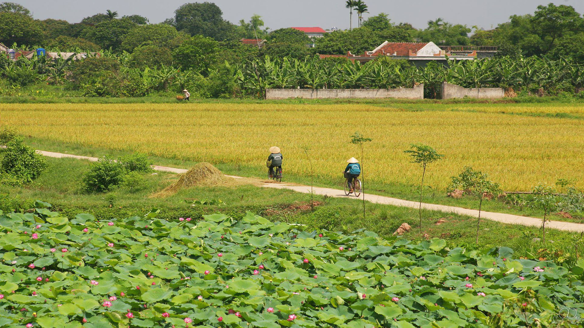 Bức Tranh Quê Hương Tinh Khoi