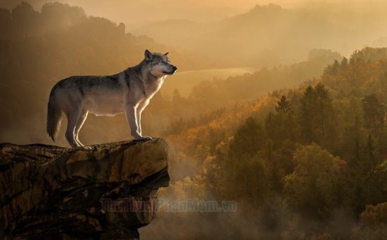 Tổng hợp 50 ảnh sói đẹp | Động vật, Ảnh ấn tượng, Chó sói