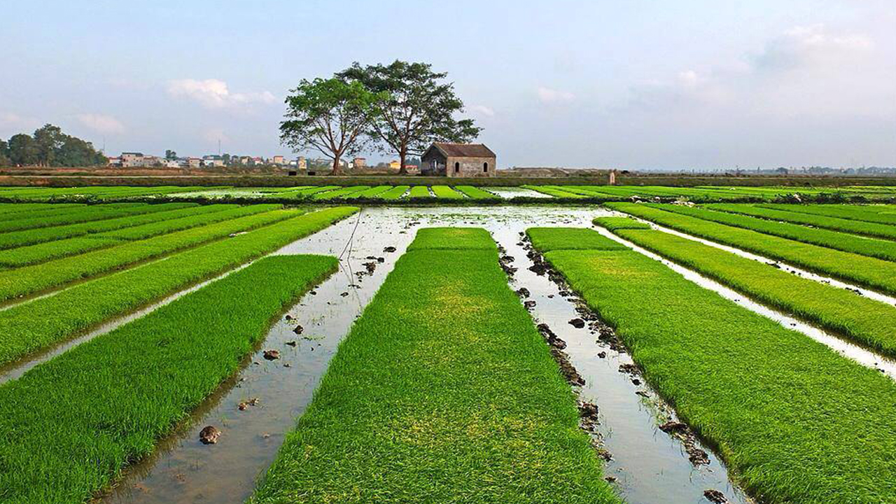 Bức Tranh Quê Hương Tinh Khoi