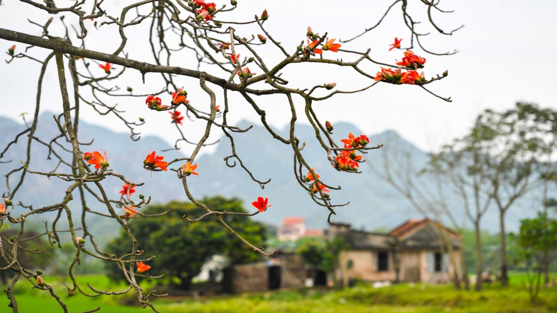 Bức Tranh Quê Hương Tinh Khoi