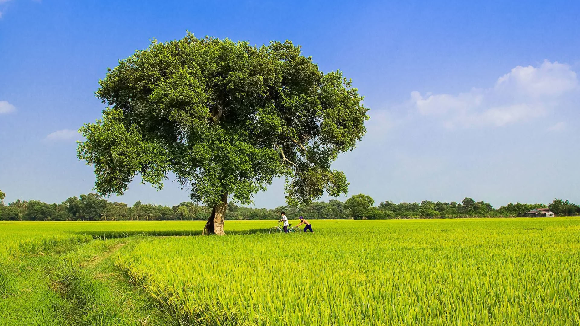 Bức Tranh Quê Hương Tinh Khoi