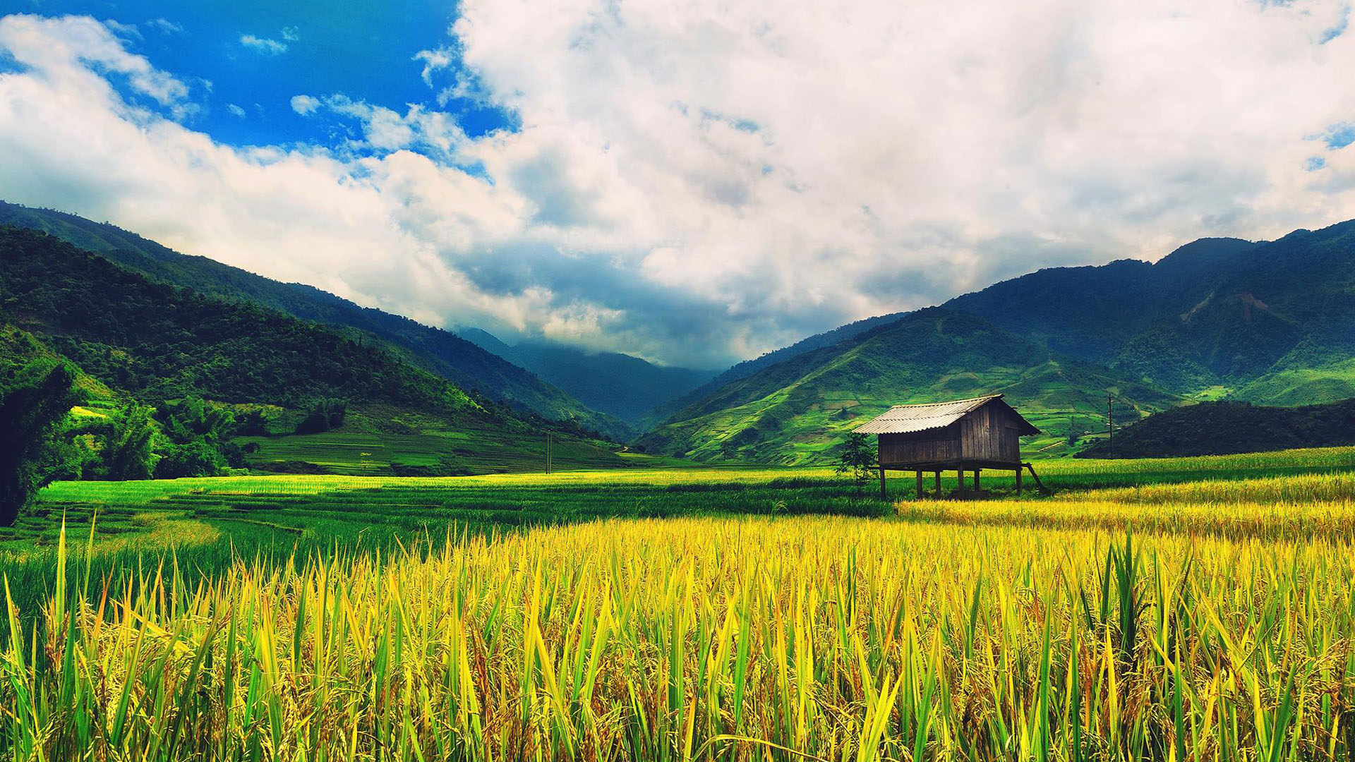 Bức Tranh Quê Hương Tinh Khoi