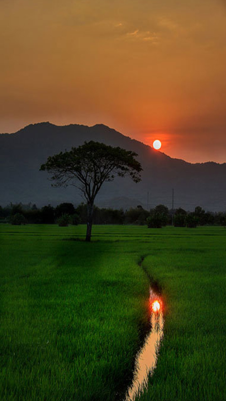 Bức Tranh Quê Hương Tinh Khoi