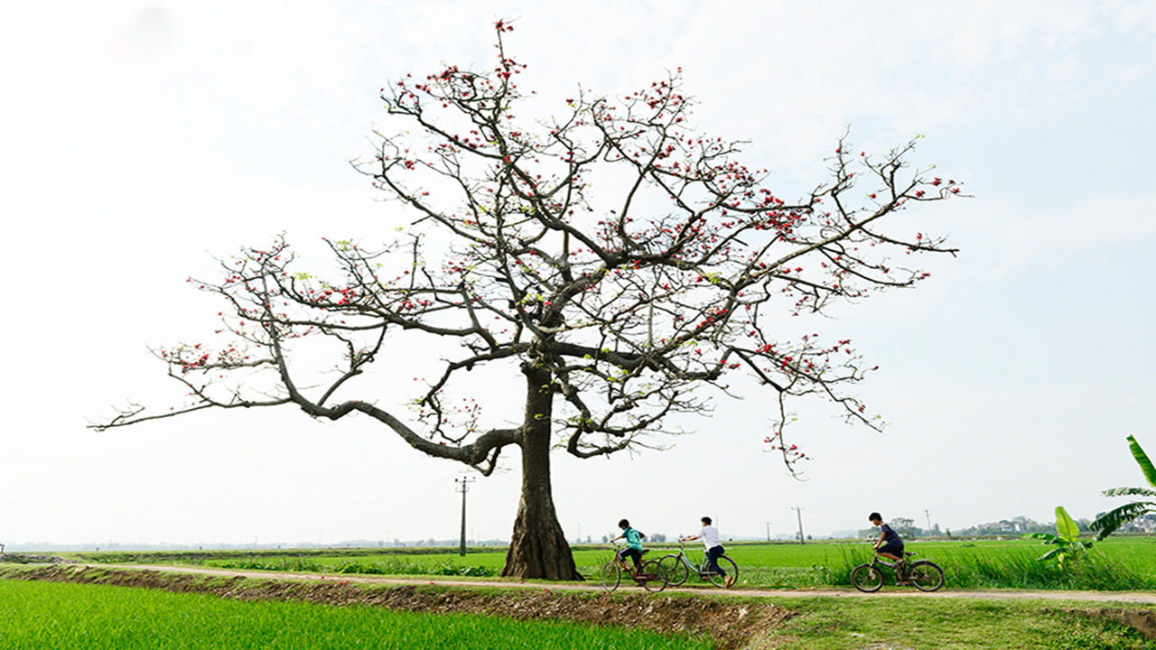 Bức Tranh Quê Hương Tinh Khoi