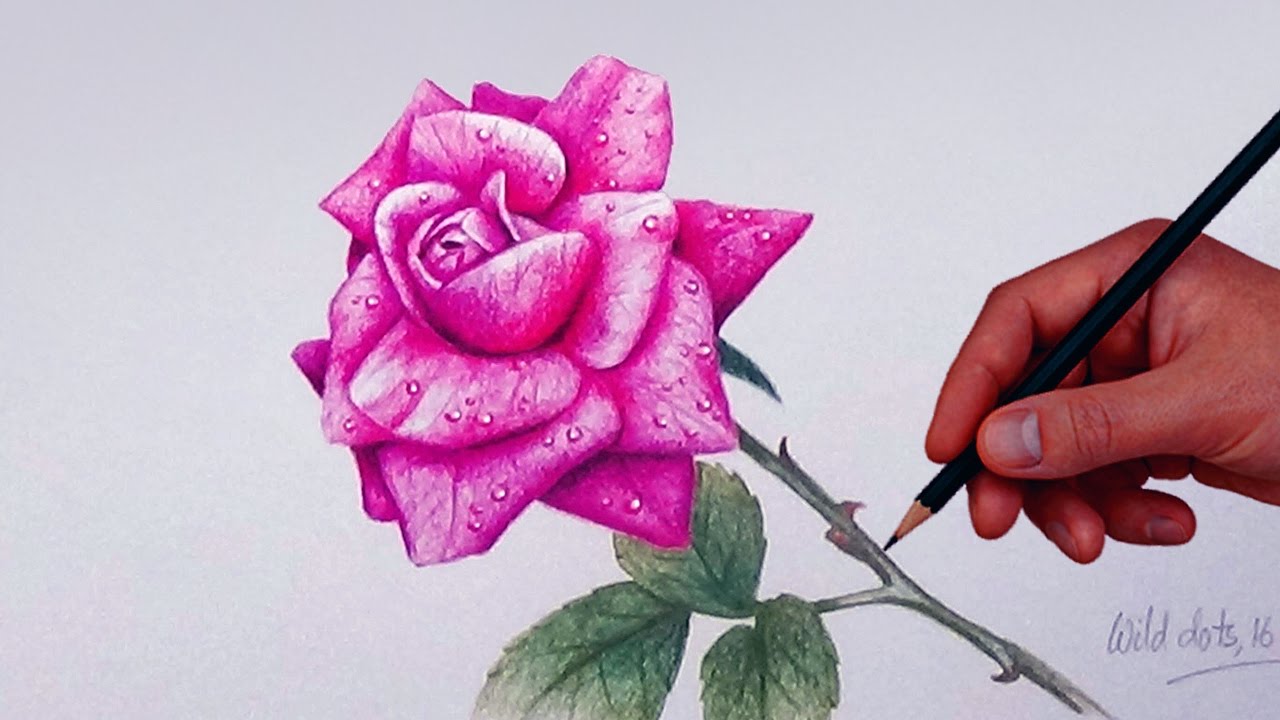 Nghệ thuật vẽ hoa hồng bằng bút chì - Nét đẹp tinh tế của nghệ sĩ