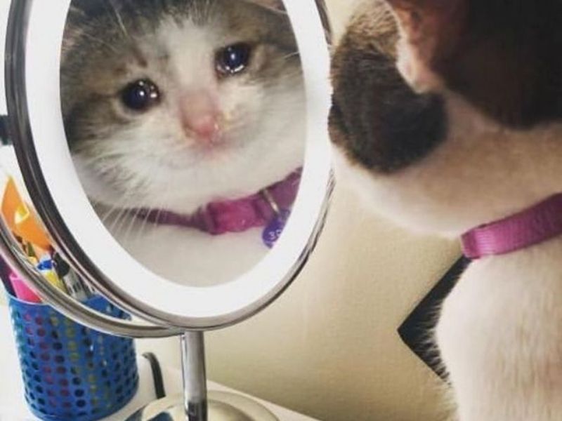 Danh sách những bức ảnh Meme mèo khóc hài hước, dễ thương và độc đáo nhất