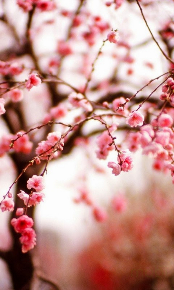 [HOT] Top 77 hình nền hoa đào đẹp nhất cho năm mới may mắn | Ảnh Cười Việt