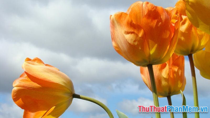 Hoa Tulip trắng mang theo ý nghĩa của sự thuần khiết và tinh khôi. Nhìn vào những đóa hoa này, chúng ta có thể tận hưởng không khí trong lành và hòa mình vào vẻ đẹp trời ban.