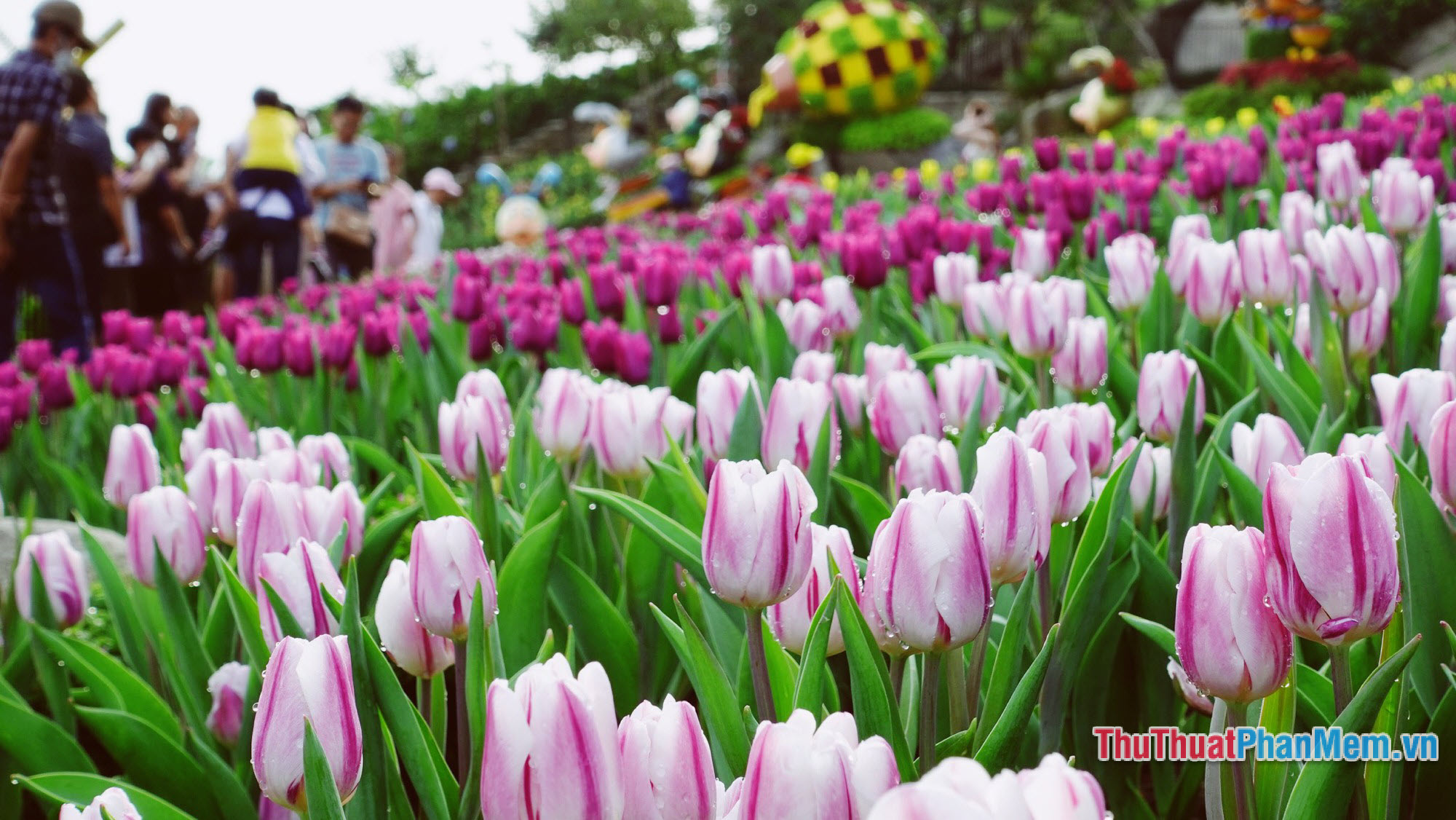 Hoa Tulip trắng mang theo ý nghĩa của sự thuần khiết và tinh khôi. Nhìn vào những đóa hoa này, chúng ta có thể tận hưởng không khí trong lành và hòa mình vào vẻ đẹp trời ban.