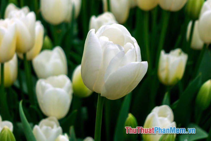 Hoa Tulip trắng mang theo ý nghĩa của sự thuần khiết và tinh khôi. Nhìn vào những đóa hoa này, chúng ta có thể tận hưởng không khí trong lành và hòa mình vào vẻ đẹp trời ban.