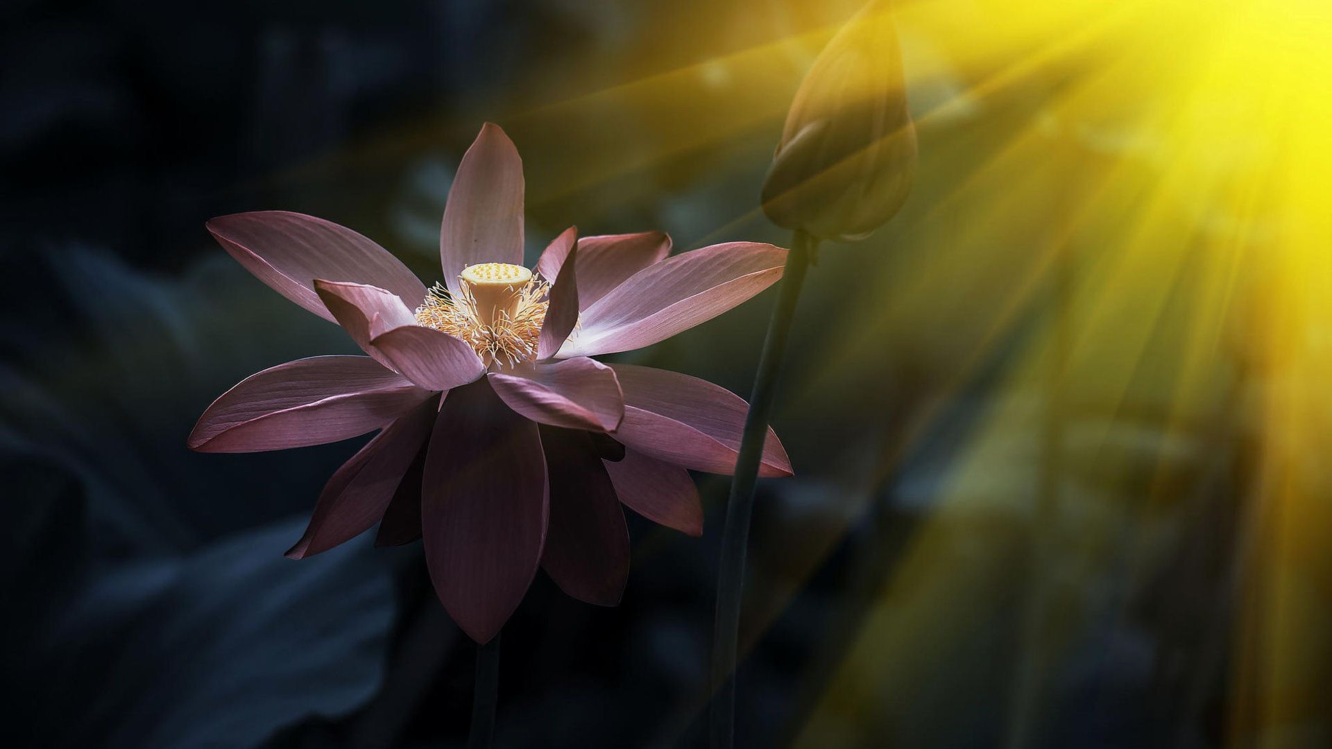 101+ hình nền hoa Tulip Full HD, 4k sắc nét đẹp nhất 2024