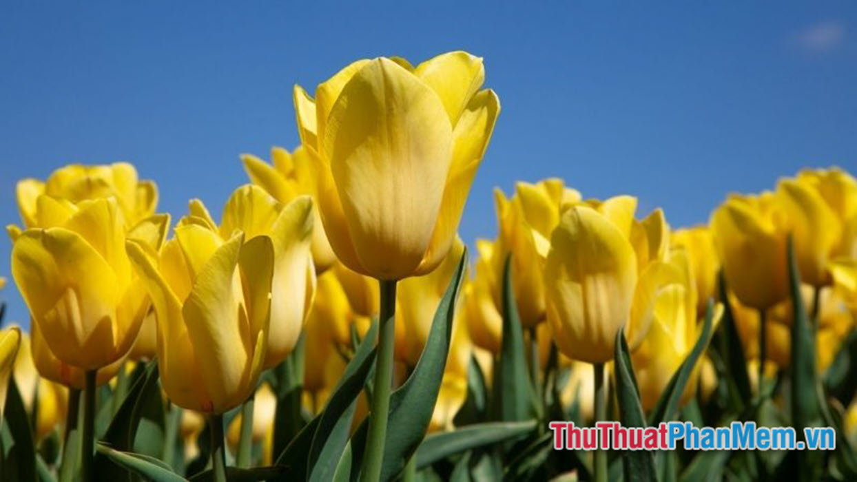 Hoa Tulip trắng mang theo ý nghĩa của sự thuần khiết và tinh khôi. Nhìn vào những đóa hoa này, chúng ta có thể tận hưởng không khí trong lành và hòa mình vào vẻ đẹp trời ban.