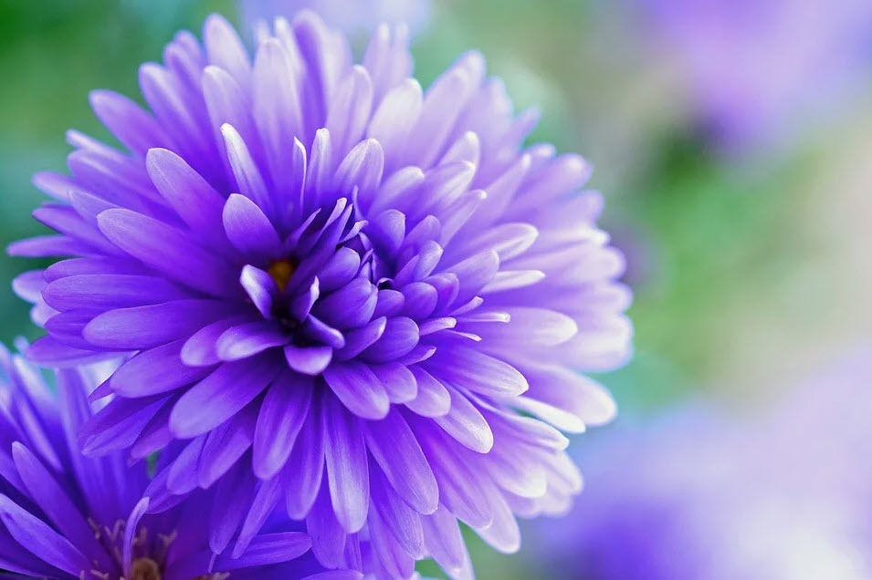 Hình ảnh hoa cúc tím đẹp nhất | Hình ảnh, Hoa, Hoa cúc