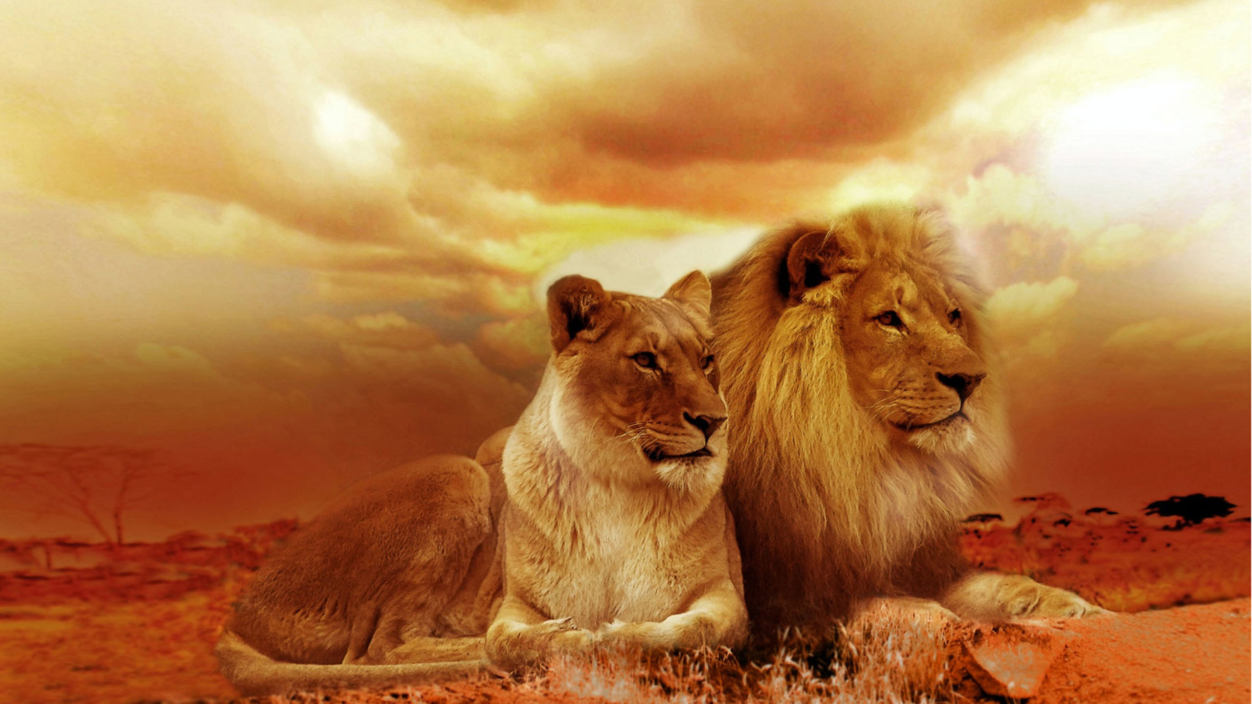 50 hình ảnh cung Sư Tử đẹp nhất | Fire lion, Lion, Lion pictures
