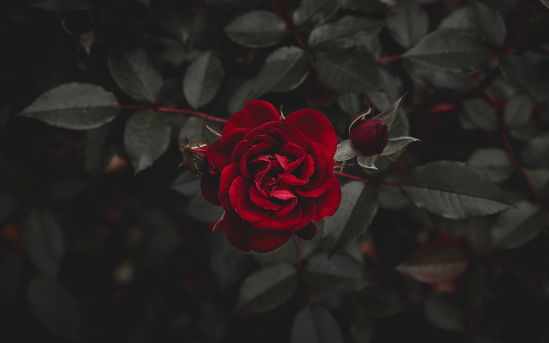 Tải về Hình nền hoa hồng - Bộ ảnh hoa hồng đẹp, lãng mạn