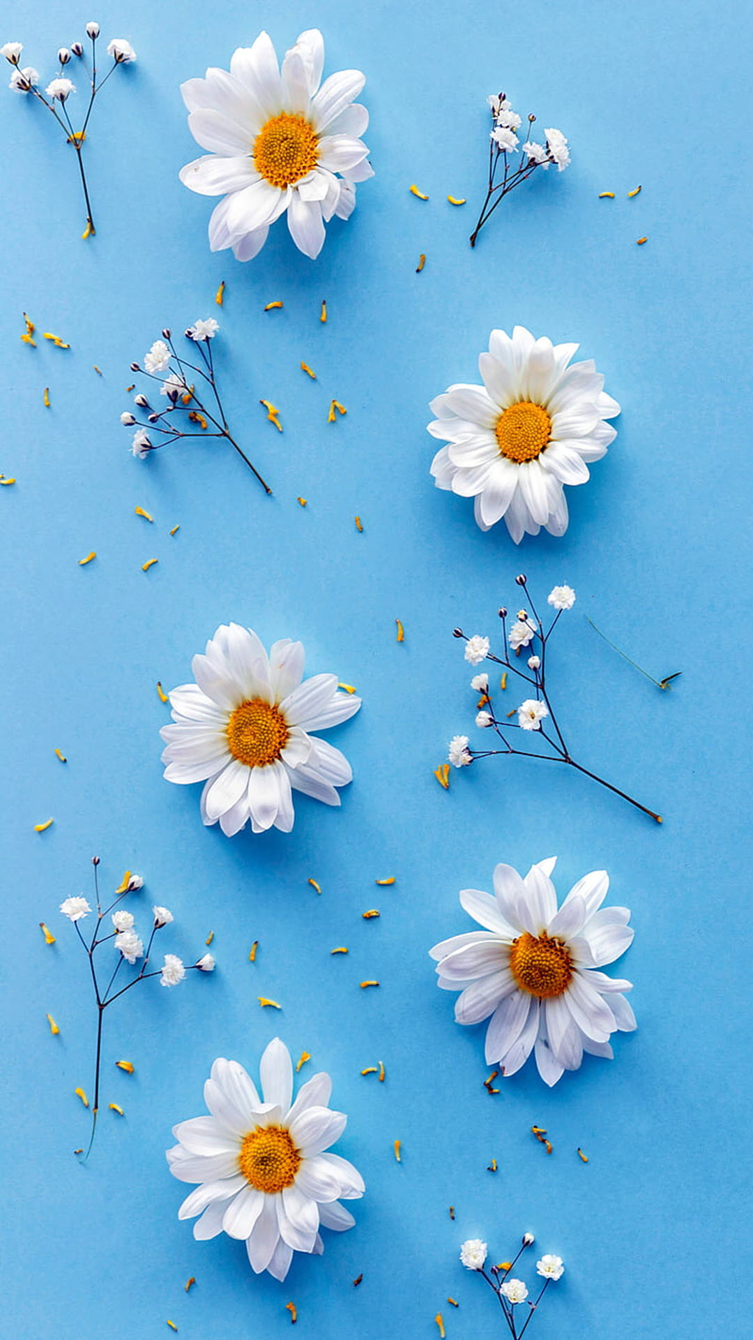 Hình nền cúc họa mi trắng siêu đẹp | Hình nền hoa, Hoa cúc, Hình nền