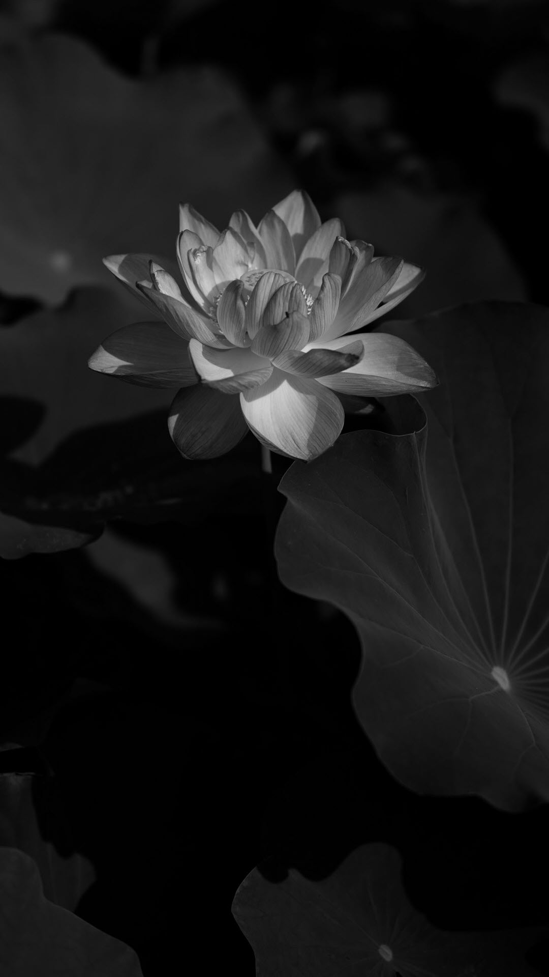 Hoa sen trắng đám tang - Vẻ đẹp của sự tôn nghiêm, trang trọng